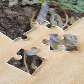 Puzzle Wild Bobcat Kitten (Côté)