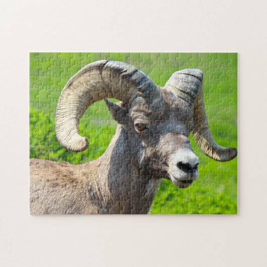 Puzzle Wild Life Canada. Gros mouton de corne. (Horizontal)