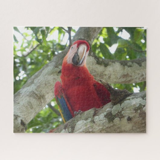 Puzzle Wildlife Puzzle: Colorful Red Parrot (Horizontal)