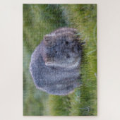 Puzzle Wombat Extraordinaire dans l'Herbe Australie, 1014 (Vertical)