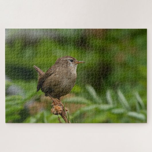 Puzzle Wren (Royaume-Uni) (Horizontal)