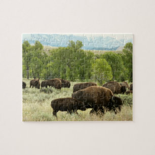 Puzzle Wyoming Bison Nature Animal Photographie