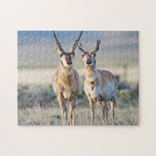 Puzzle Wyoming, Comté de Sublette, Pronghorn (Horizontal)