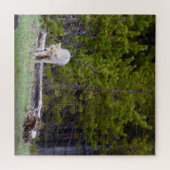 Puzzle Yellowstone - Curious Coyote - 20x20 - 676 pcs. (Horizontal)