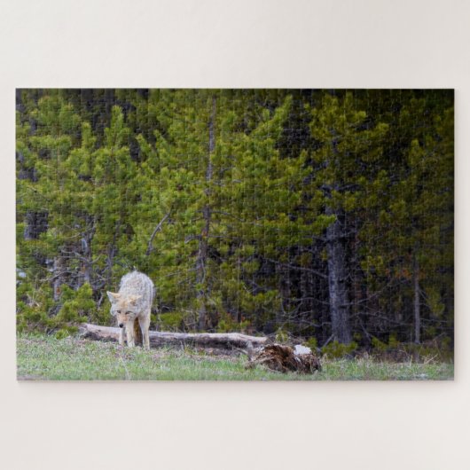 Puzzle Yellowstone - Curious Coyote - 20x30 - 1014 pcs. (Horizontal)