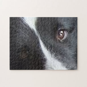 Puzzle Yeux de Berger des Shetland