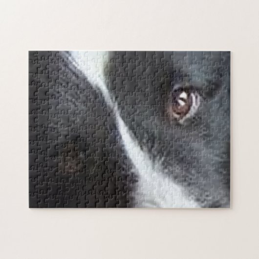 Puzzle Yeux de Berger des Shetland (Horizontal)