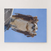 Puzzle Yeux du Balbuzard (Horizontal)