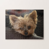 Puzzle Yorkie Puppy (Horizontal)