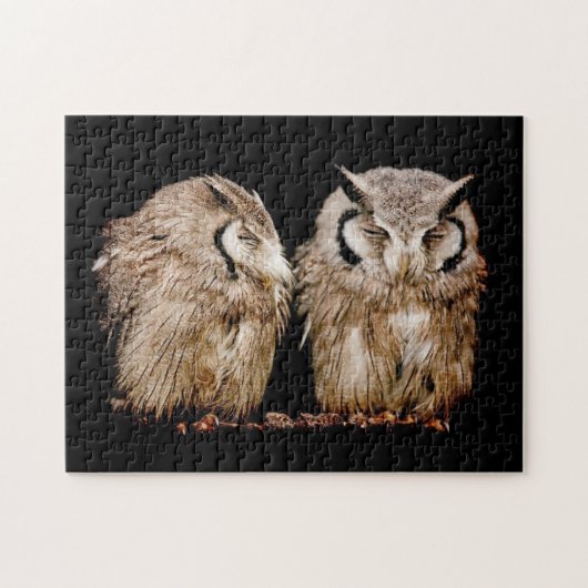 Puzzle Young Owlets (Horizontal)