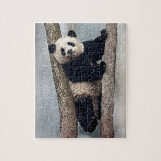 Puzzle Young Panda climbing a tree, Chine (Vertical)