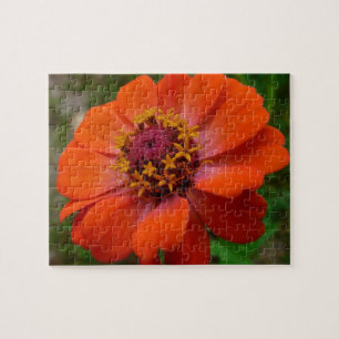 Puzzle Zinnia Orange Fleur Sauvage Nature Florale
