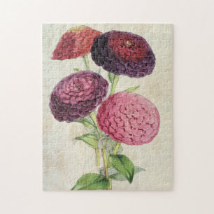 Puzzle Zinnia vintage Botanique Pourpre Double Fleur