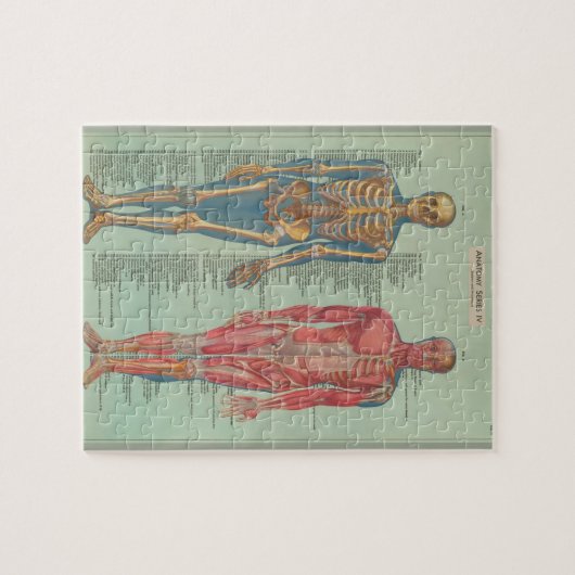 Puzzles - Anatomie (Horizontal)