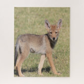 Puzzles Coyote (Vertical)