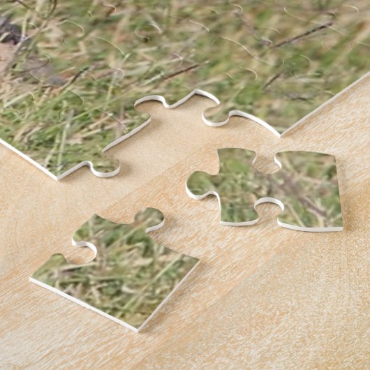 Puzzles Coyote (Côté)