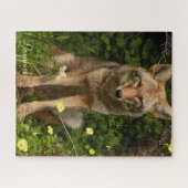 Puzzles Coyote (Horizontal)