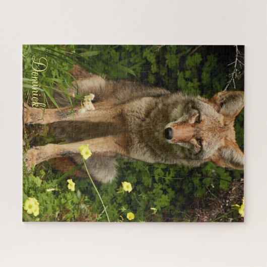 Puzzles Coyote (Horizontal)