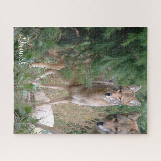 Puzzles Coyote (Horizontal)