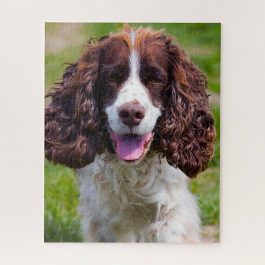 Puzzles de chien Springer Spaniel. (Vertical)