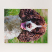 Puzzles de chien Springer Spaniel. (Horizontal)