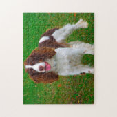Puzzles de chien Springer Spaniel. (Vertical)