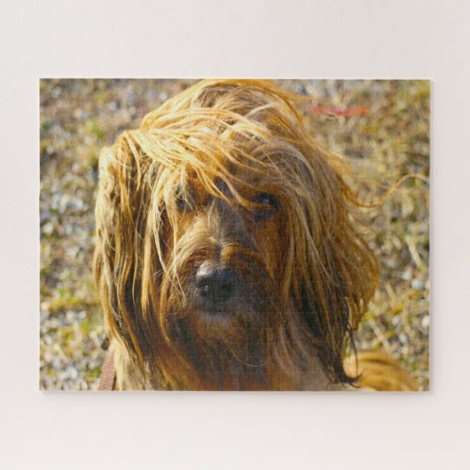 Puzzles de chien Terrier Tibétain. (Horizontal)