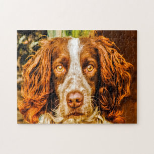 Puzzles de chiens Springer Spaniel.