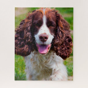 Puzzles de chiens Springer Spaniel.