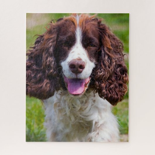 Puzzles de chiens Springer Spaniel. (Vertical)