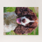 Puzzles de chiens Springer Spaniel. (Horizontal)
