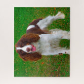 Puzzles de chiens Springer Spaniel. (Vertical)