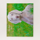 Puzzles de chiens Weimaraner. (Vertical)