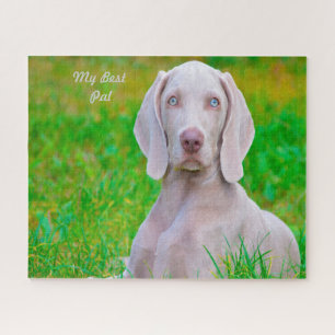 Puzzles de chiens Weimaraner.