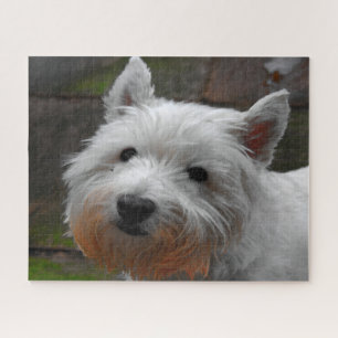 Puzzles de chiens Westie.