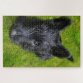 Puzzles de Terrier Écossais. (Horizontal)