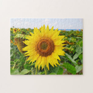 puzzles de tournesol jaune