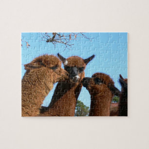 Puzzles mignons d'alpaga avec la boîte-cadeau
