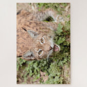 Puzzles Photo lynx, animaux. (Vertical)
