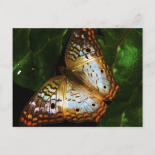 pvc - vlinderwerkkaart briefkaart