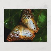 pvc - vlinderwerkkaart briefkaart (Voorkant)