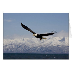 Pygargue à tête blanche en vol, Haliaeetus leucoce