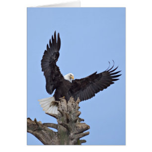 Pygargue à tête blanche (Haliaeetus leucocephalus)
