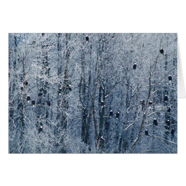 Pygargues à tête blanche (Devant horizontal)