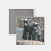 Pygmee Geit Baby's Magneet (Voorkant / Achterkant)