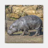 Pygmee Hippo koelkast magneet (Voorkant)