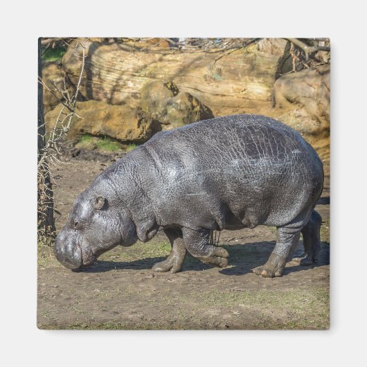 Pygmee Hippo koelkast magneet (Voorkant)