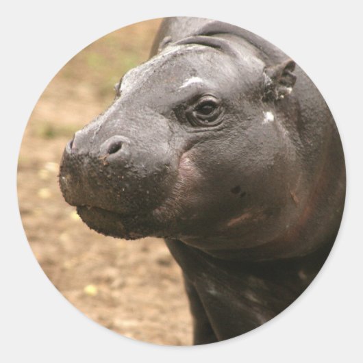 Pygmee Hippo Sticker (Voorkant)