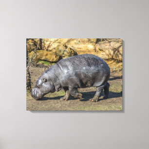 Pygmee nijlpaard in de dierentuin canvas print