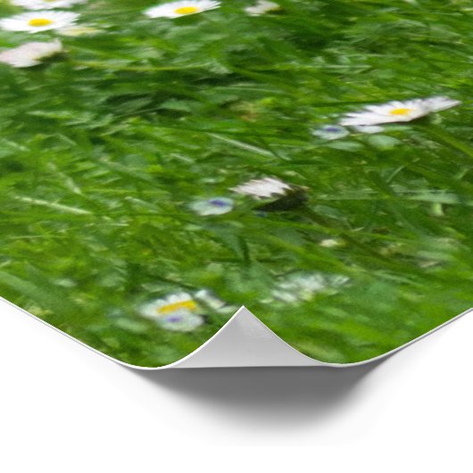 Pygmy Dwarf Goat Kind in Flowers Poster (Hoek)